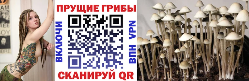 Псилоцибиновые грибы Psilocybine cubensis  Купить  Сыктывкар 